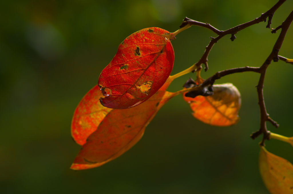 紅いの葉<その2>