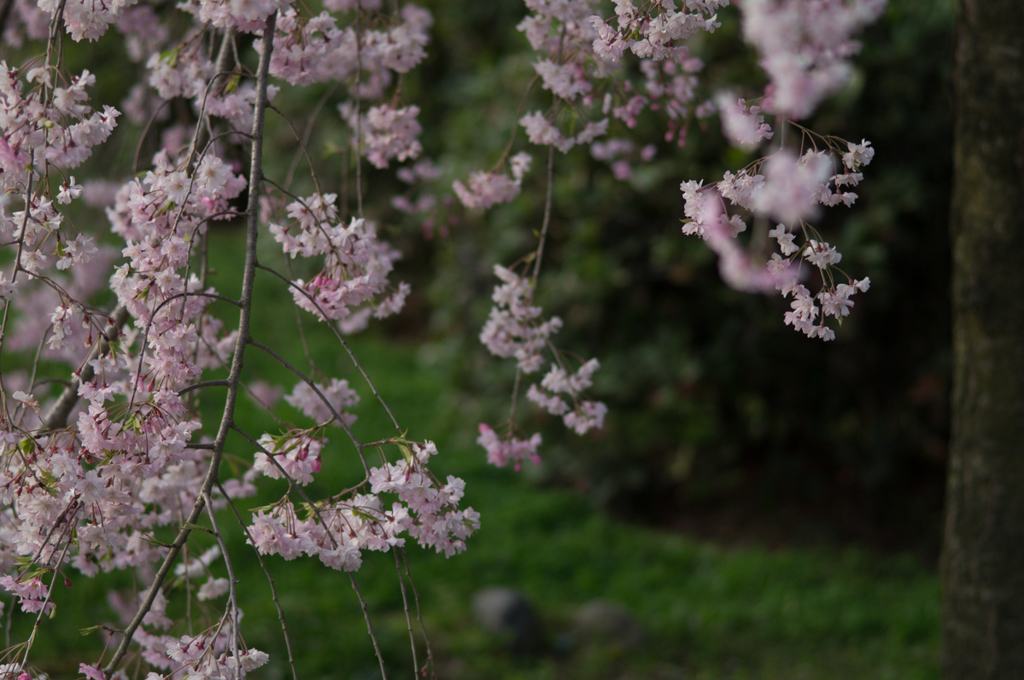 枝垂桜<1>