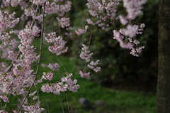 枝垂桜<1>
