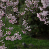 枝垂桜<1>