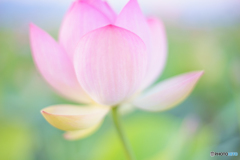 ハステル ハステル