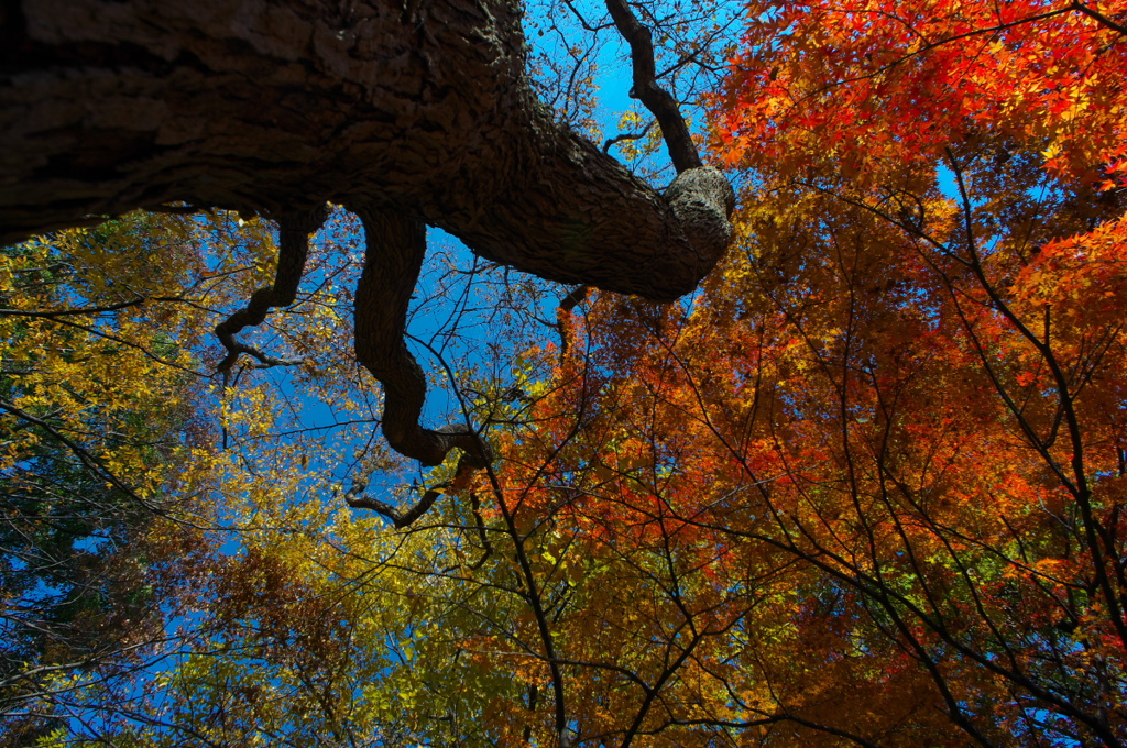 紅葉を見上げて