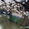 祇園白川の桜<1>