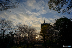 東寺の朝<2>