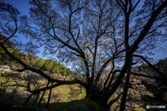 仏隆寺千年桜<8>