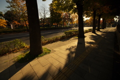 街路樹<その4>