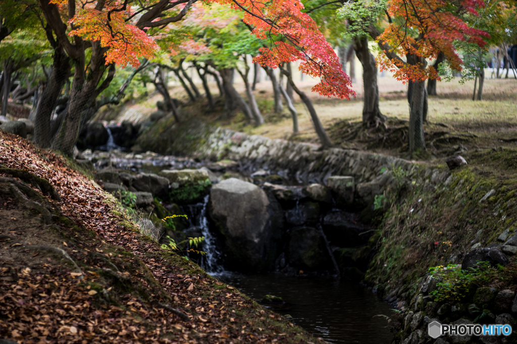 奈良公園の紅葉<7>