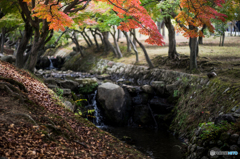 奈良公園の紅葉<7>