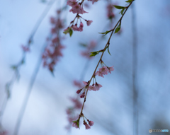 吉野の桜風景<1>