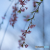吉野の桜風景<1>