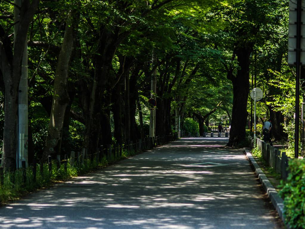 木陰道