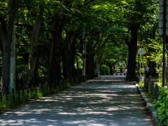 木陰道