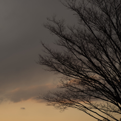 夕空と樹<1>