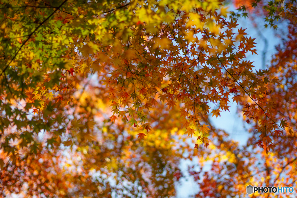 紅葉<カラフル>