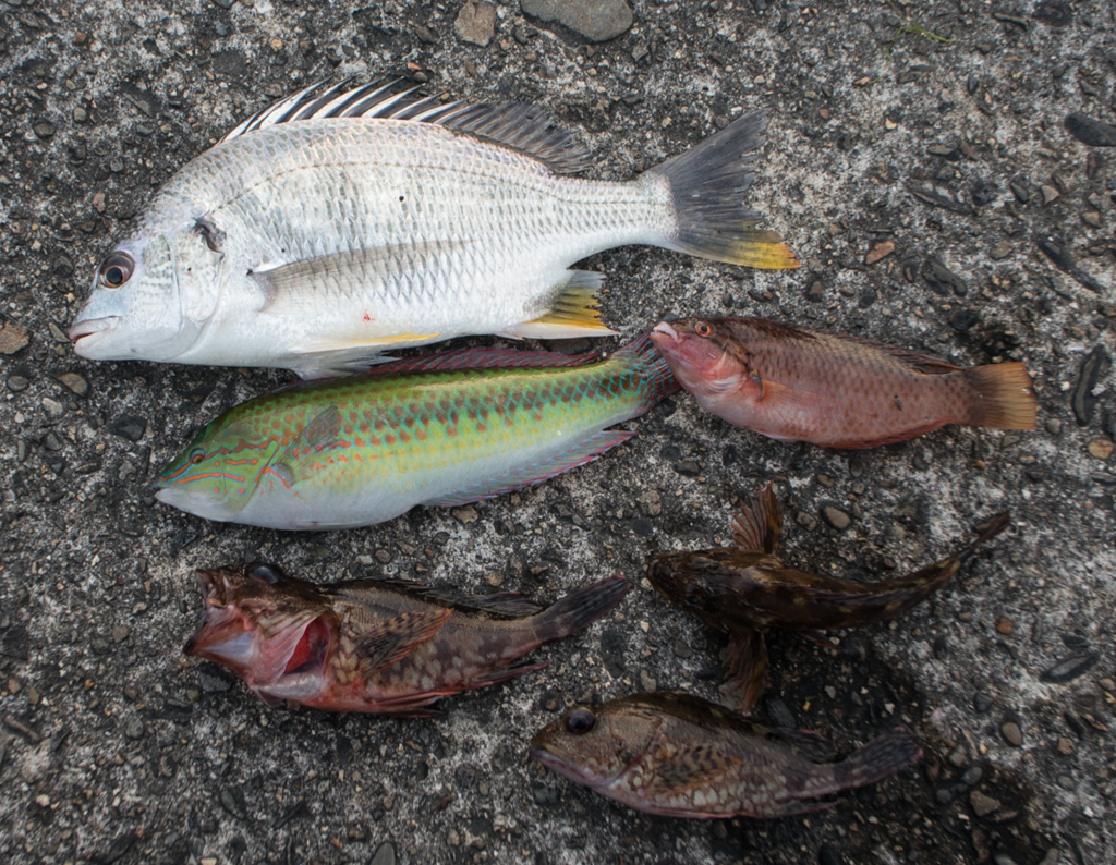 本日の釣果(20140524)