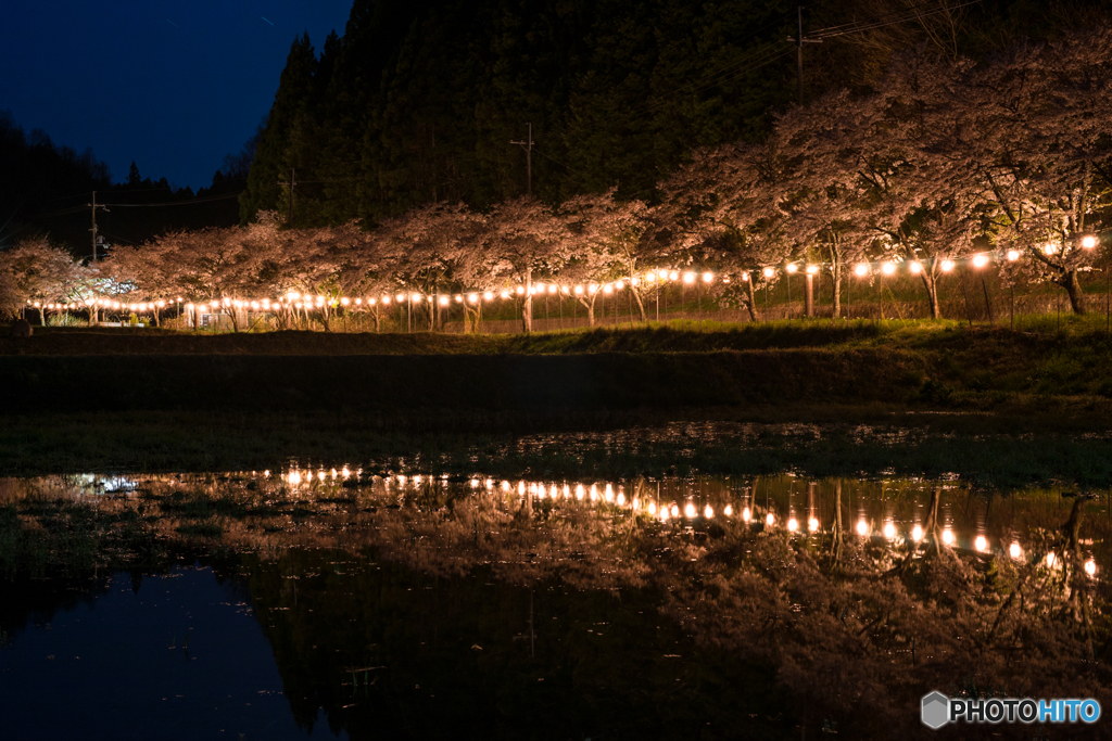 静かな桜祭り