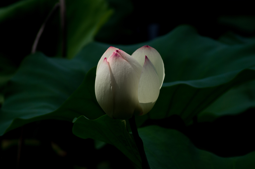 ライトアップ<1>