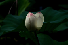 ライトアップ<1> ライトアップ<1>