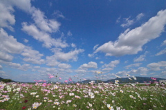 亀岡コスモス園<その6>