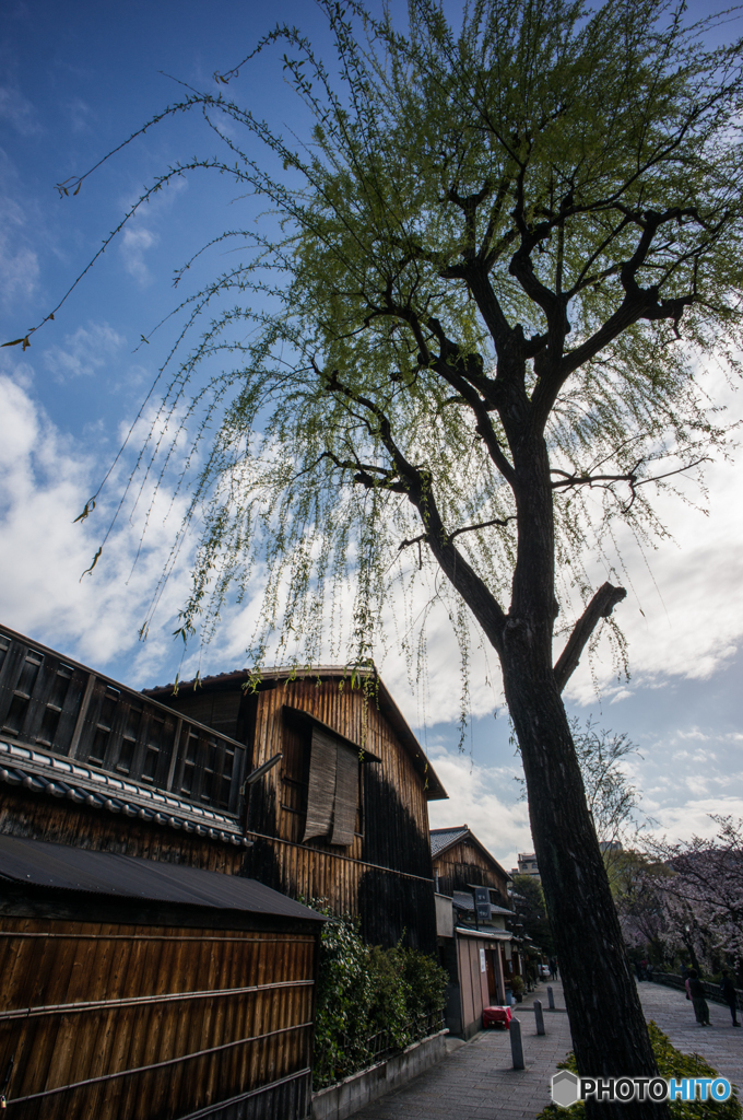 祇園白川の柳