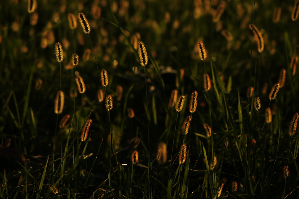 ゾウリムシ草(仮)<その1>