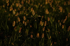 ゾウリムシ草(仮)<その1>