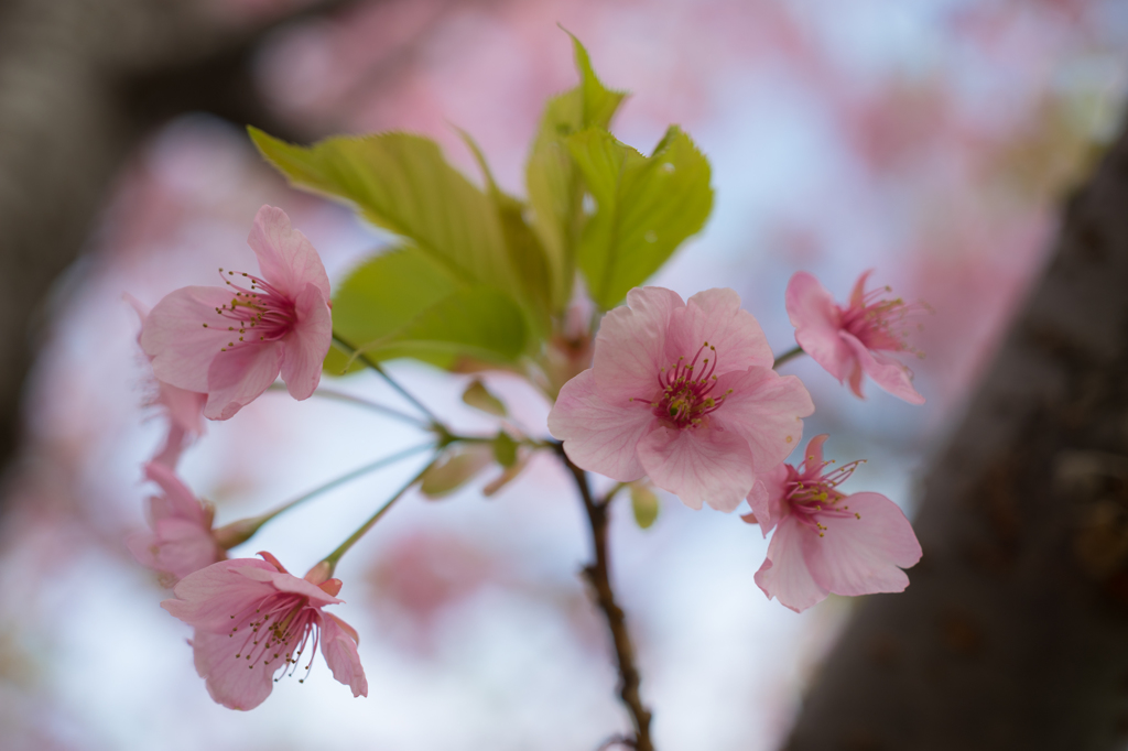 初の河津桜