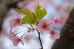 初の河津桜