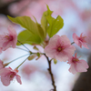 初の河津桜