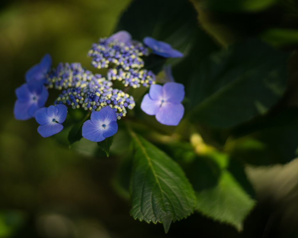 額紫陽花