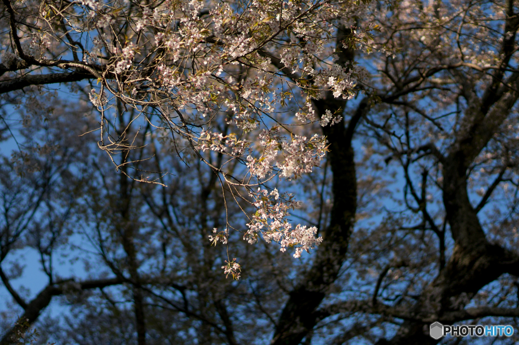 仏隆寺千年桜<7>