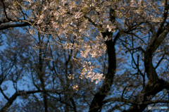 仏隆寺千年桜<7>