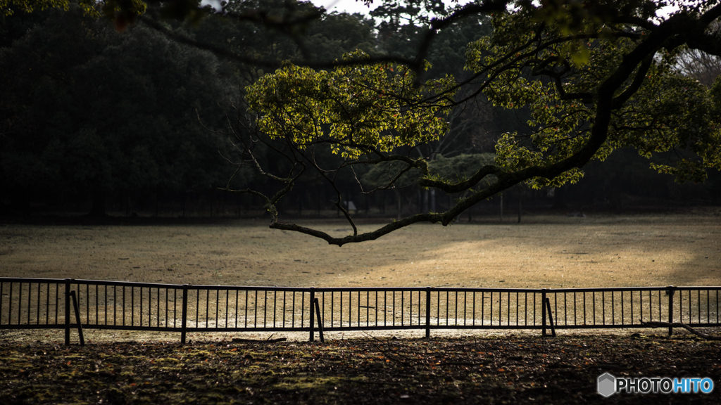 奈良公園の朝<7>