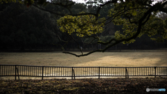 奈良公園の朝<7>