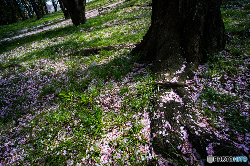 古室山古墳の桜<3>
