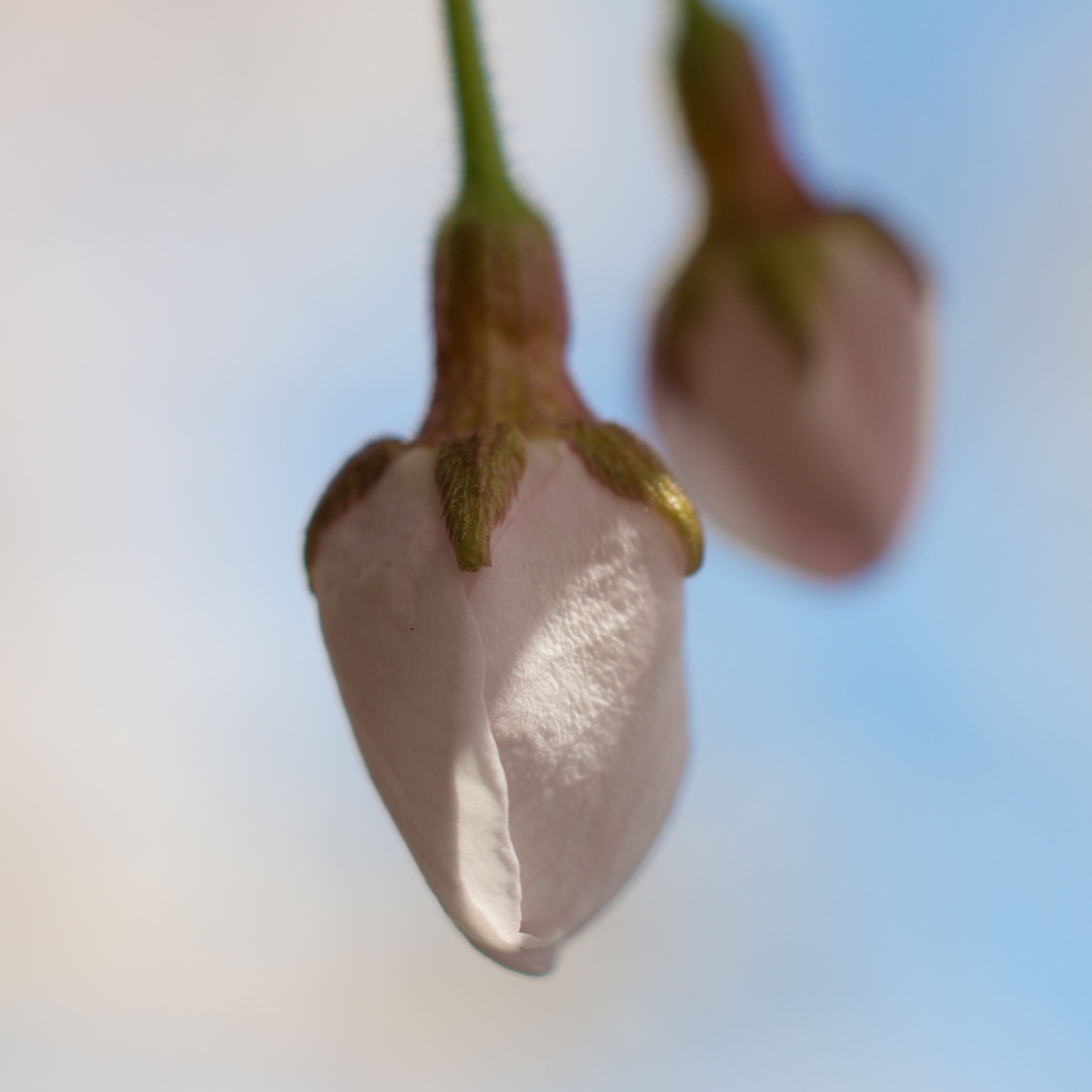 花開く前