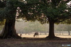 奈良公園の朝<3>