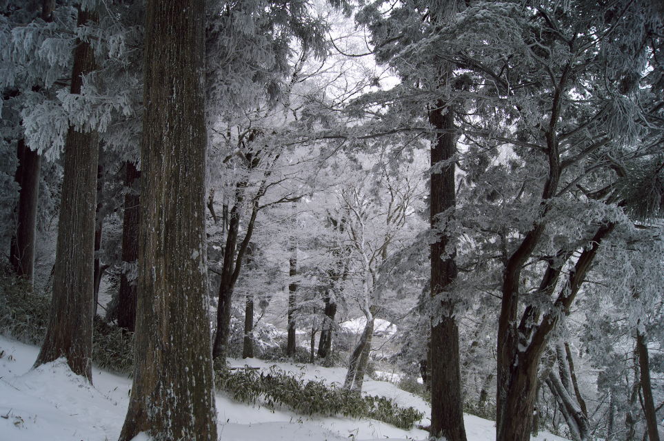 金剛山山頂付近
