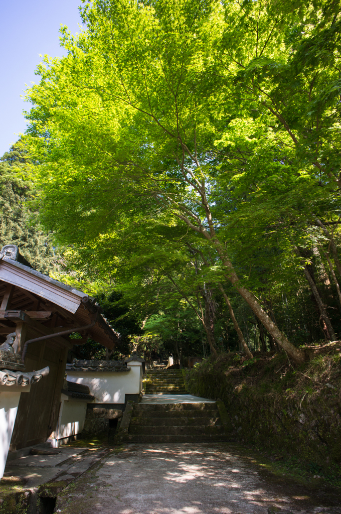 新緑の参道