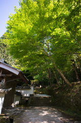新緑の参道