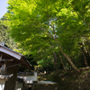 新緑の参道