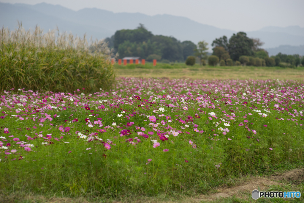 藤原宮跡のコスモス<4>