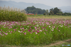 藤原宮跡のコスモス<4>