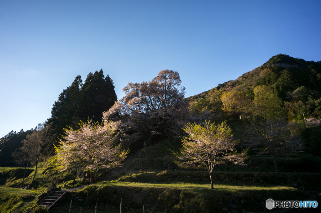 仏隆寺千年桜<10>