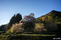 仏隆寺千年桜<10>