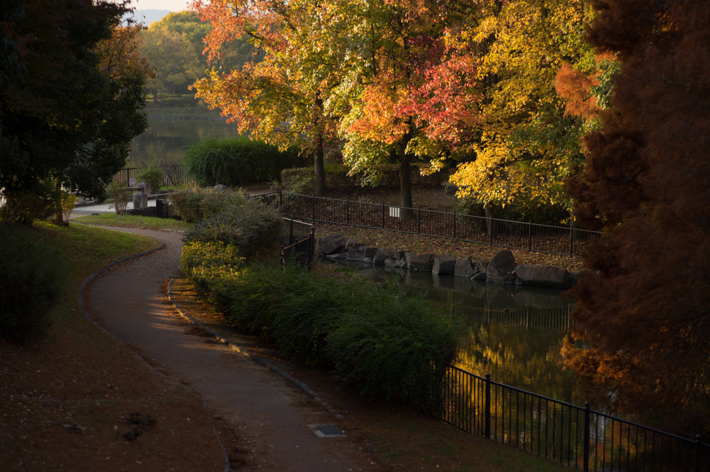 大泉緑地の朝Ⅱ<2>