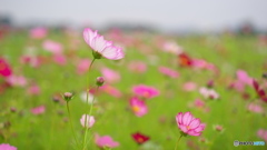 藤原宮跡のコスモス<2>(Silkypix)