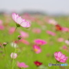 藤原宮跡のコスモス<2>(Silkypix)