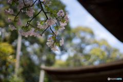 石山寺<2>