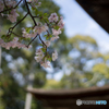 石山寺<2>